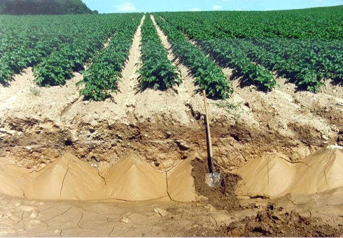 Fertile soil / land
