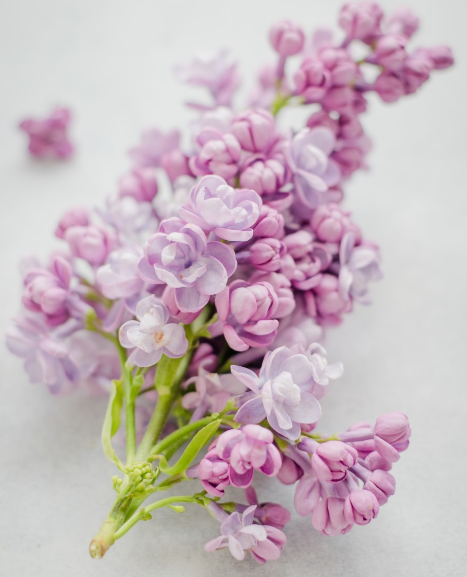 Fragile flower