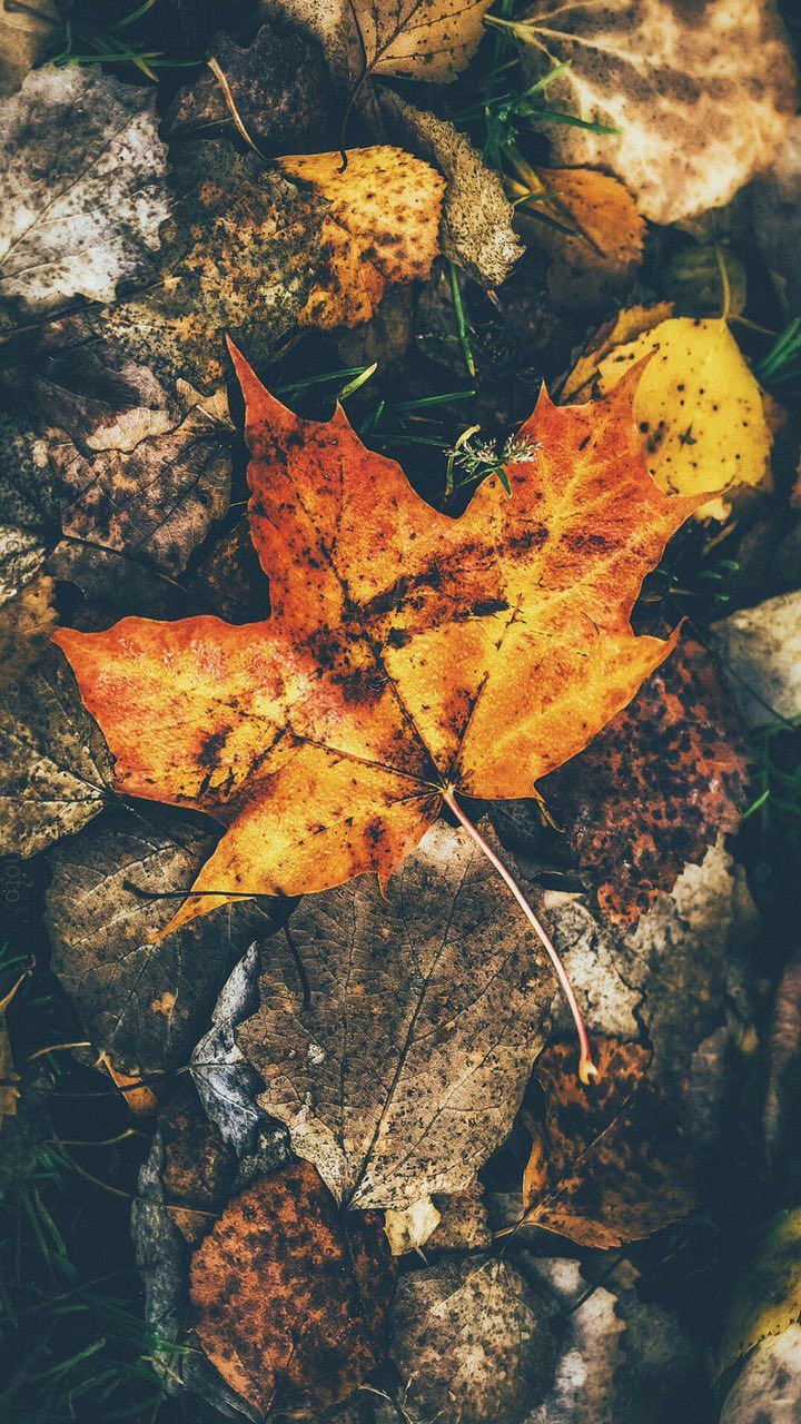 Dreary autumn